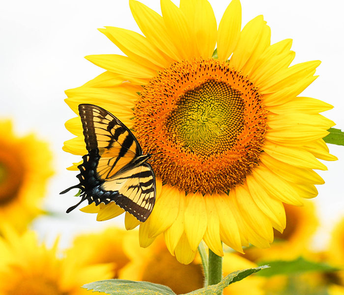Sunflower with butterfly on it